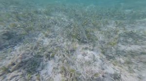 Красное море !!!!! Египет Aurora Oriental Resort, на пляже отеля.