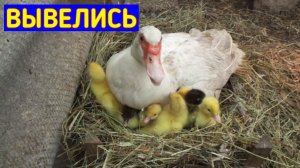 Вывод утят под Индоуткой/Сколько вывелось под уткой/Мускусные утки/Мускусные утята/Вылупление утят