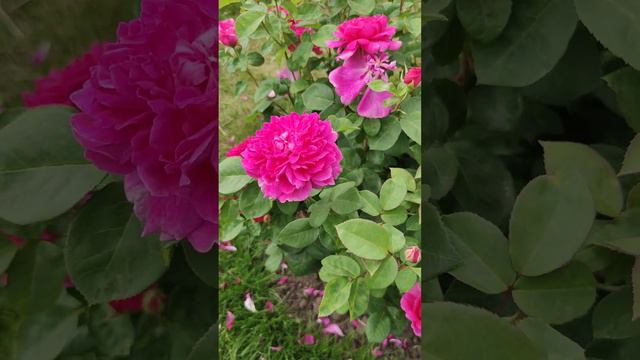 "Sophy's Rose", an English shrub rose by David Austin, 1997