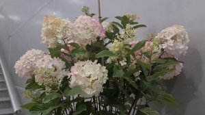 Литтл Рози. Обильноцветущая, компактная и морозоустойчивая метельчатая гортензия.
