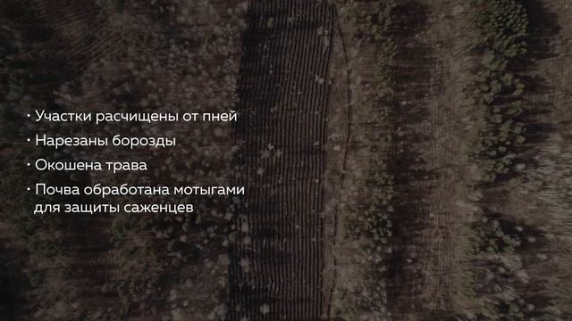Разрез «Кузнецкий Южный». Лесовосстановление в 2022 году.
