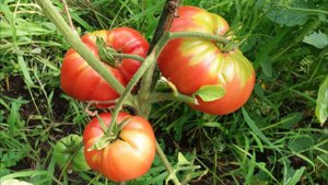 томат Бабушкин секрет