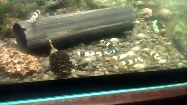 Креветки - Black Crystal Taiwan Bee Panda / Tiger / Тиломелании / Неогетерандрия смотреть онлайн