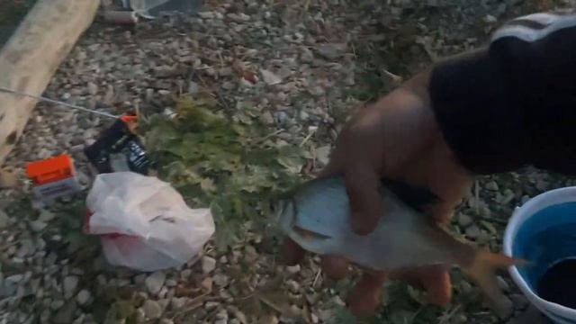 Рыбалка с ночевкой на Каме. Ехали за Лещём а поймали Сазана #лёщ #fishing #рыбалка #охотарыбалка