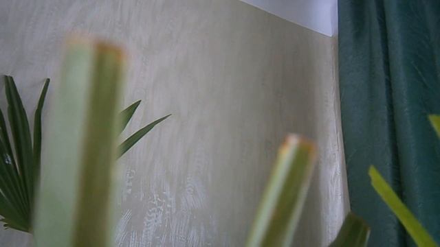 ДОМАШНЯЯ ВЕЕРНАЯ ПАЛЬМА. Как ухаживать за пальмой