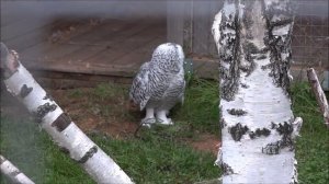 Ярославский зоопарк