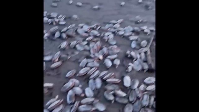 Остров Сахалин, 19 ноября 2023 г. Дары моря. смотреть онлайн