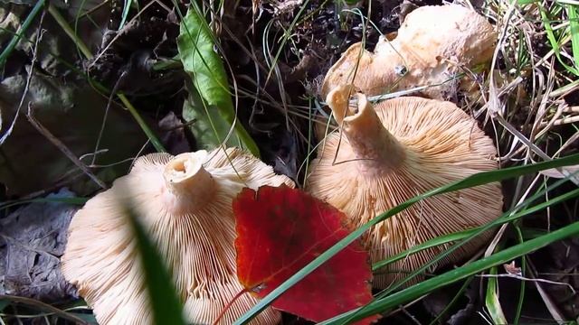 Грузди ???Подскажите"бывалому грибнику")) смотреть онлайн