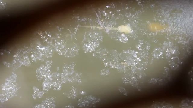 Обитатель реки Неман!Больше там не купаюсь! Беларусь,Гродно смотреть онлайн