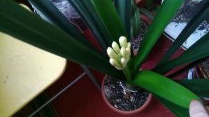 14.03.2019.Кливия,цветение,как помочь кливии вытянуть стрелку.
