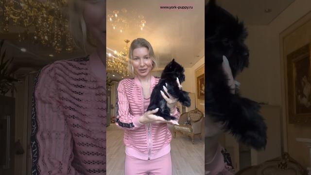 Питомник цветных йорков: Бивер Йорк, чёрный Йорк, шоколадный Йорк, биро Йорк. Щенки Бивер Йорка.