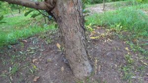 Древний английский сорт ПАРМЕН  КОРОЛЕВСКИЙ и промышленный  сорт ГАЛА МАСТ /Обзор на 19.08. и 08.09