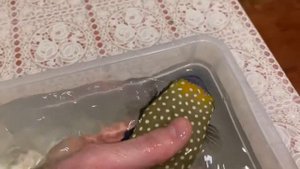 Ostracion meleagris Fish . Интернет магазин  REEF EXCLUSIVE