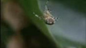 Паук под воздействием наркотика