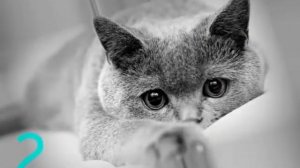 Почему нельзя смотреть в глаза кошке???