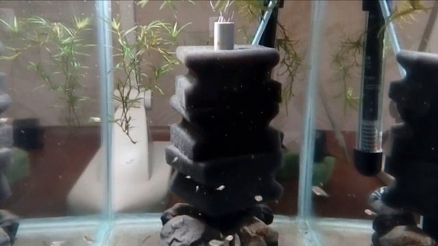 Разведение Сапфирового попугая от А до Я, выращивание малька: 120 дней за 30 минут, пояснения, нюан смотреть онлайн