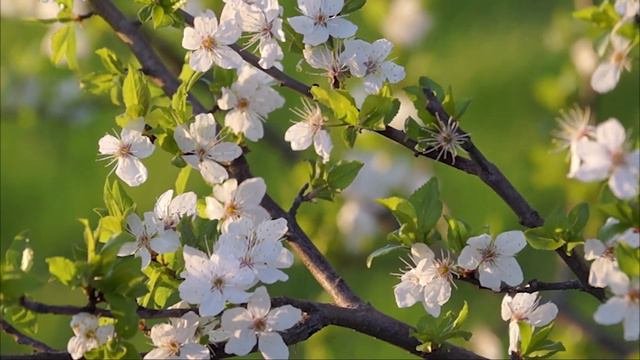 Шикарная музыка! Это лучшая музыка для души! Очень красиво! Послушайте...