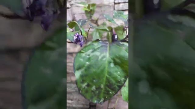 Острый перец Халапеньо Пурпурный вариегата, Jalapeno Purple variegated