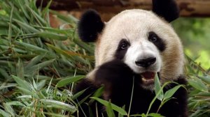 Интересные Факты о пандах.Всё о пандах.