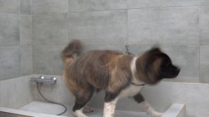 ШОУ-ГРУМИНГ АМЕРИКАНСКОЙ АКИТЫ