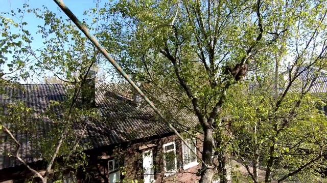 СПАСЕНИЕ ЗАЙКИ,ПРОМАЛЬМ, АРБОРИСТИКА#альпинизм#промальп#арбористика#спасение#помощь#кошка#животные смотреть онлайн