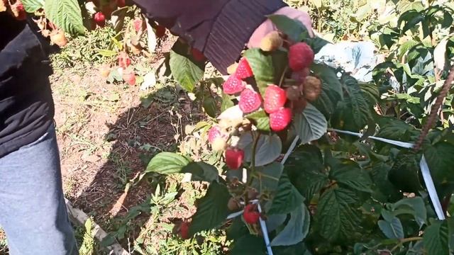 Ремонтантная Малина Амира и Аврора смотреть онлайн