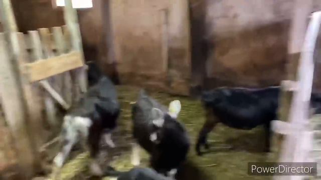 ВСЁ-ТАКИ РЕШИЛСЯ🥺🥺🥺 МИНУС 8 ГОЛОВ СКОТА смотреть онлайн