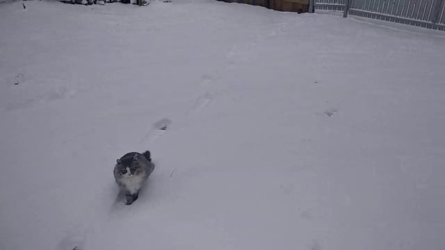 26.11.2023 пришла зима, а с ней новая дыра в заборе смотреть онлайн