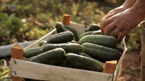 ПОЧЕМУ ОБ ЭТОМ МОЛЧАТ? ЗА НОЧЬ НАРОСЛО 5 ВЕДЕР ОГУРЦОВ ПОСЛЕ ЭТОЙ ПОДКОРМКИ!