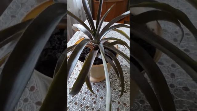 Ананас. Комнатный ананас.
