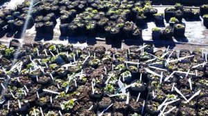 прогулка  по питомнику растений..Святовит..в Разметелево.23.05.20.