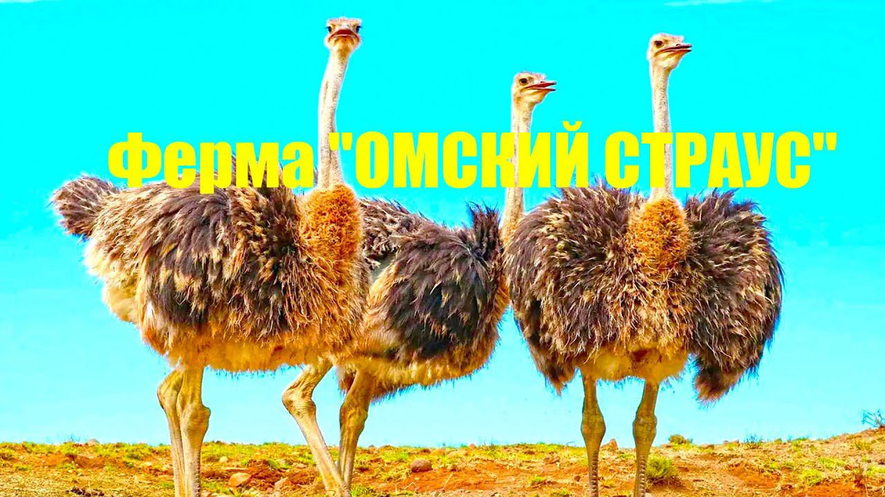 Ферма "ОМСКИЙ СТРАУС"