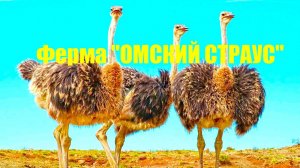 Ферма "ОМСКИЙ СТРАУС"