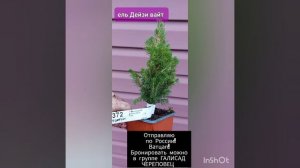 ель карликовая Дейзи вайт и саженцы