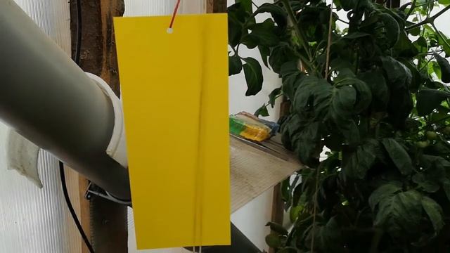 Орхидеи полив по субботам, белокрылка липкие полоски смотреть онлайн