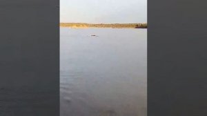 Медведь переплывает!Речка Чемашка.  Часть 1