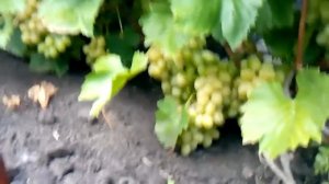 Сорт винограда лора