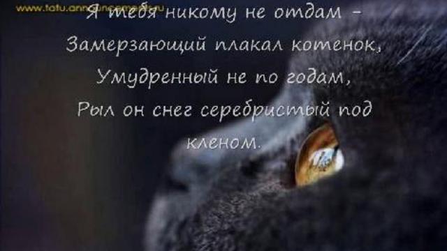 Котенок