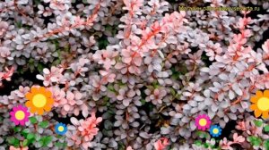 Барбарис тунберга Дартс ред леди. Краткий обзор, описание berberis thunbergii Darts Red Lady
