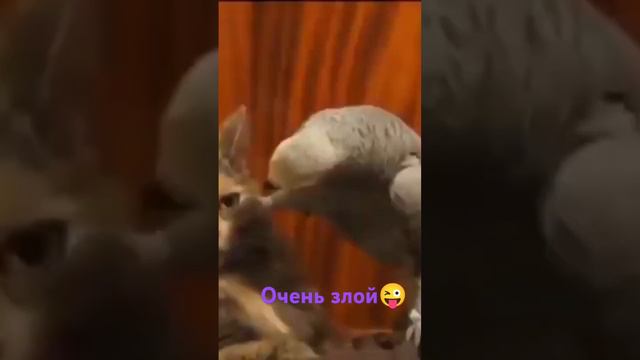 Обоснуй...🤪