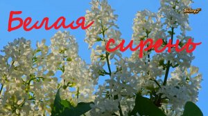 ?Максим Аршавин - ???Белая Сирень???