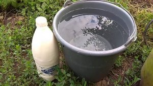 Супер обработка томатов. Молоко и йод- профилактика фитофторы