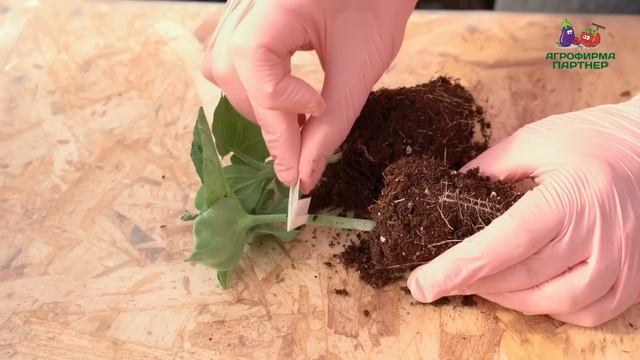 Как и зачем прививать арбузы | Проверенный метод выращивания #семена #огород #арбуз смотреть онлайн