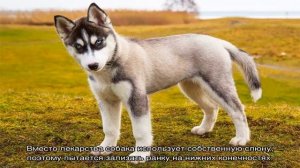 Почему собака лижет ноги хозяину и что это значит