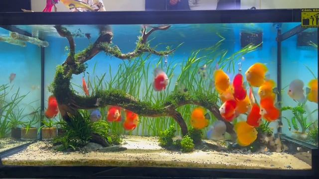 Аквариум с дискусами от Quoc Hoi смотреть онлайн