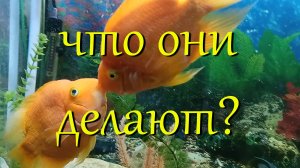 #Красные попугаи, посмотрите, что они делают в аквариуме. #Кто знает, что они делают?