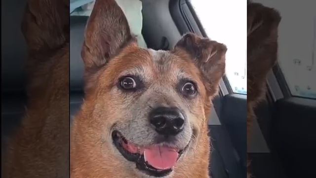 пес