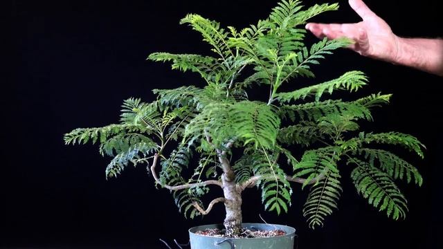 Jacaranda Bonsai Tree From Seed. Jacaranda Mimosifolia. Update On 2 Trees.