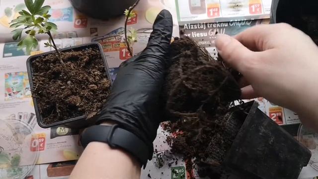 Золотистая смородина. Пришла посылка с саженцами. смотреть онлайн