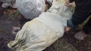 УКРЫВАЕМ ЗИМНИЕ РАСТЕНИЯ МОЖЖЕВЕЛЬНИК НА ЗИМУ САМЫЙ ДЕШЕВЫЙ СПОСОБ DIY СВОИМИ РУКАМИ